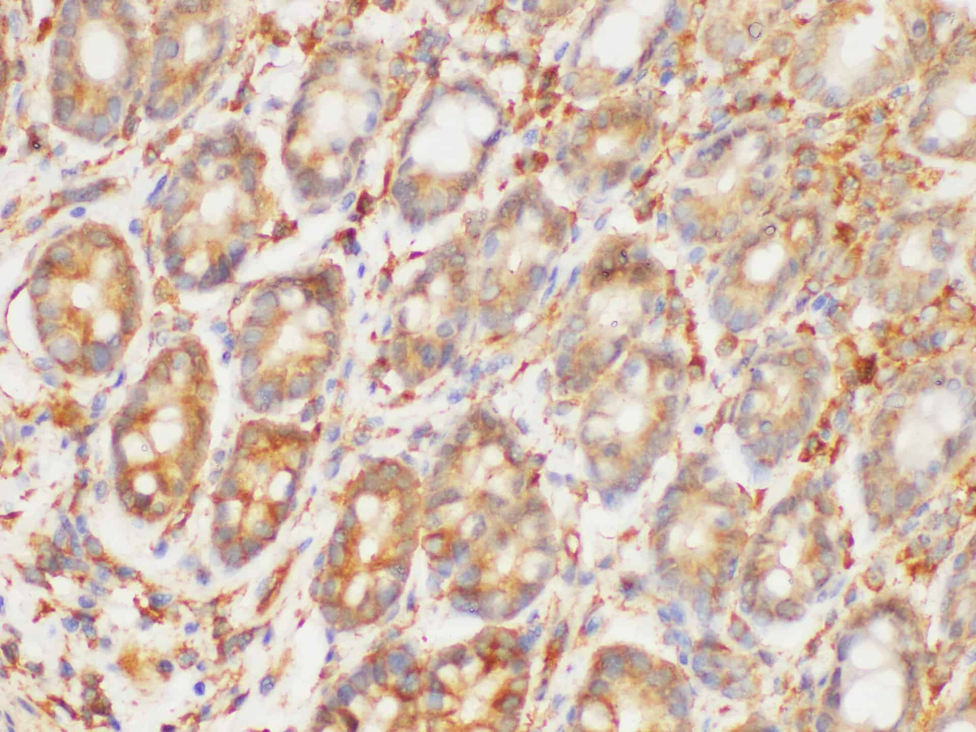 Purified Anti-Mouse CD16/32 Antibody[2.4G2]-产品推荐-2
