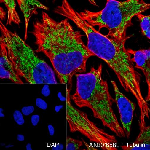 Recombinant Smac/Diablo Monoclonal Antibody - small - 3