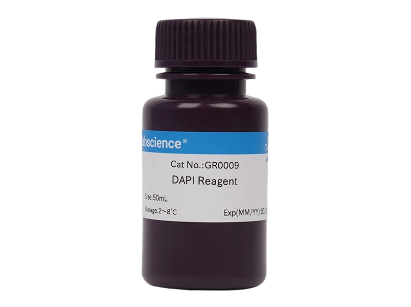 DAPI Reagent (1 μg/mL)
