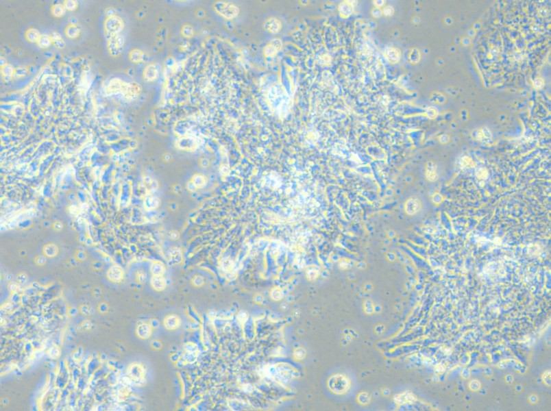 CCK-81 Cell Complete Medium - 6
