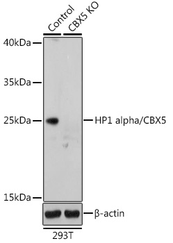 Western blot analysis of extracts from normal (control) and HP1 alpha/HP1 alpha/CBX5 antibody knockout (KO) 293T cells, using HP1 alpha/HP1 alpha/CBX5 antibody at 1:1000 dilution.