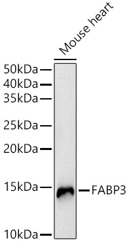 Western blot analysis of Mouse heart using FABP3 Polyclonal Antibody at 1:500 dilution.