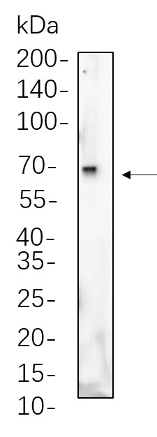 Recombinant Albumin Monoclonal Antibody-searchlist-1