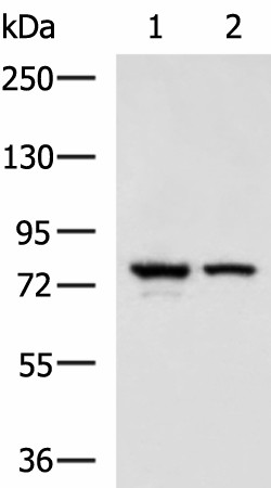 Western blot analysis of A172 and 231 cell lysates  using IL17RD Polyclonal Antibody at dilution of 1:900