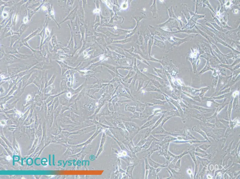 SK-LMS-1 Cell Complete Medium - 1