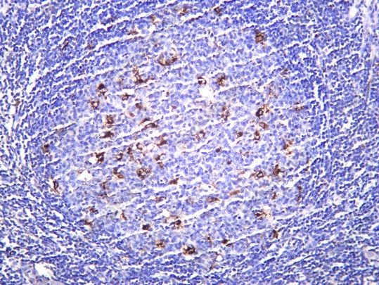 Recombinant Ephrin-A1 Monoclonal Antibody - 1
