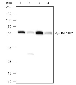Recombinant IMPDH2 Monoclonal Antibody-searchlist-1