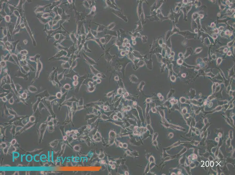 MFC Cell Complete Medium - small - 4