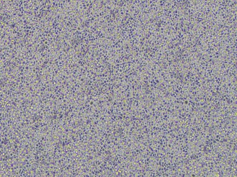 WEHI-3 Cell Complete Medium - 3