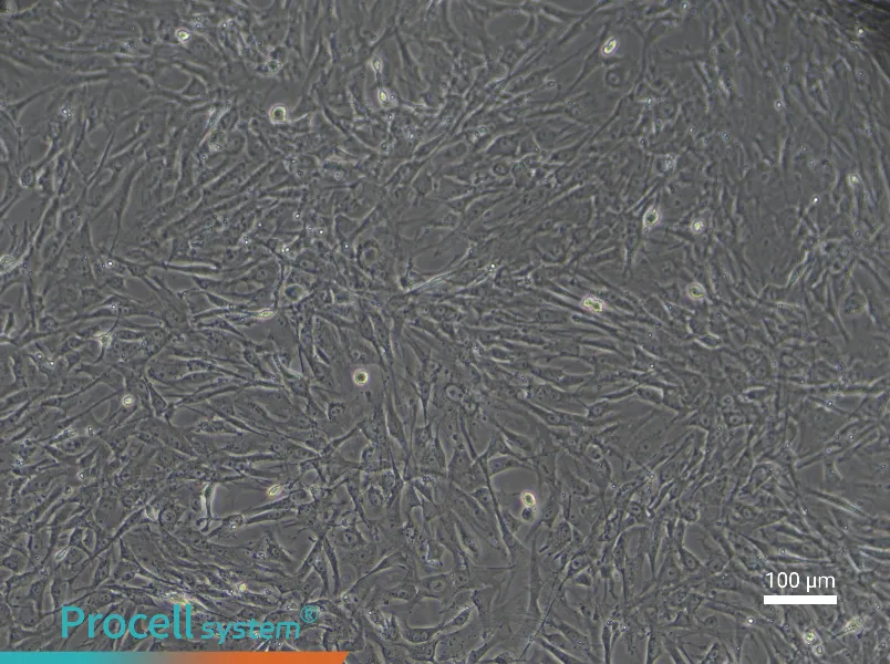 Mouse Myogenic Stem Cell Complete Medium - 2