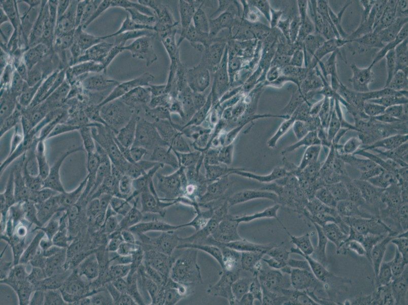 WPMY-1 Cell Complete Medium - small - 4