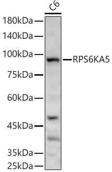 Western blot analysis of C6 using RPS6KA5 Polyclonal Antibody at 1:500 dilution.