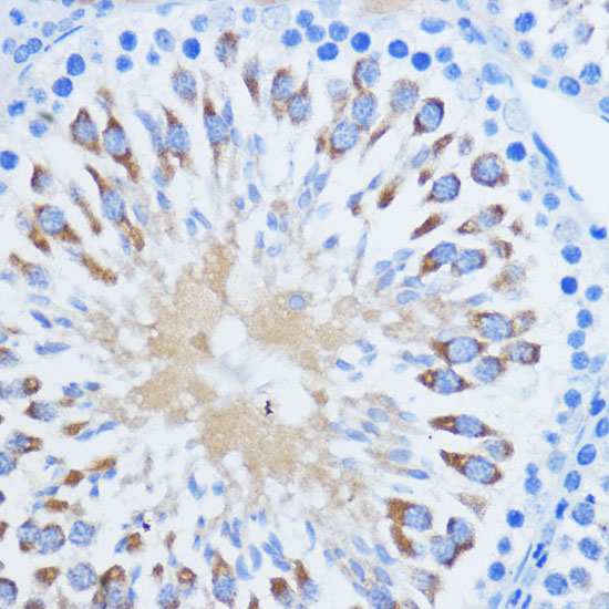 Immunohistochemistry of paraffin-embedded Rat testis using PIWIL1 Polyclonal Antibody at dilution of  1:100 (40x lens).