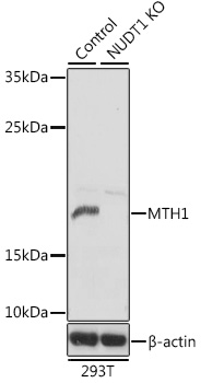 Western blot analysis of extracts from normal (control) and MTH1 knockout (KO) 293T cells using MTH1 Polyclonal Antibody at 1:1000 dilution.