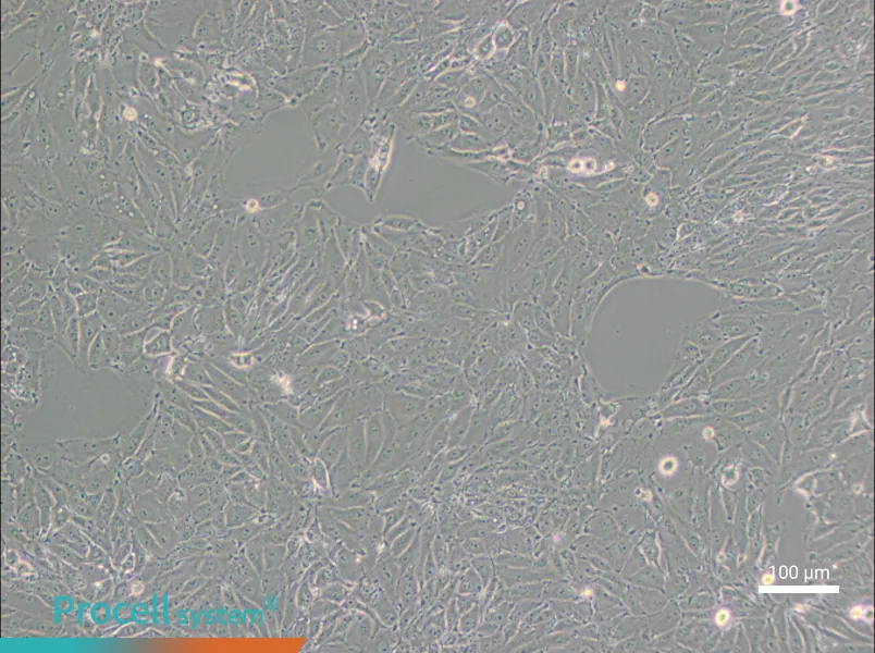 PED Cell Complete Medium - 1