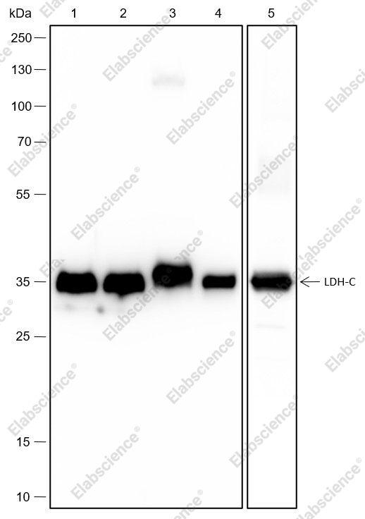 Recombinant LDHC Monoclonal Antibody - 1