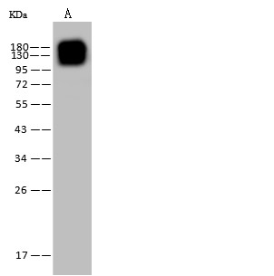 CD13/ANPEP Monoclonal Antibody-searchlist-1