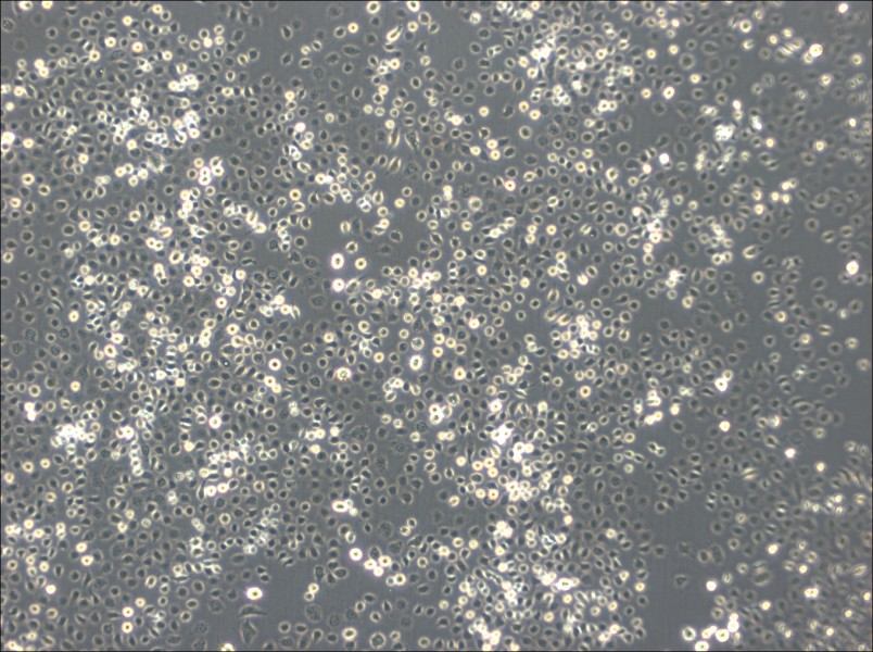 C6/36 [Clone C6/36] Cell Complete Medium-searchlist-1