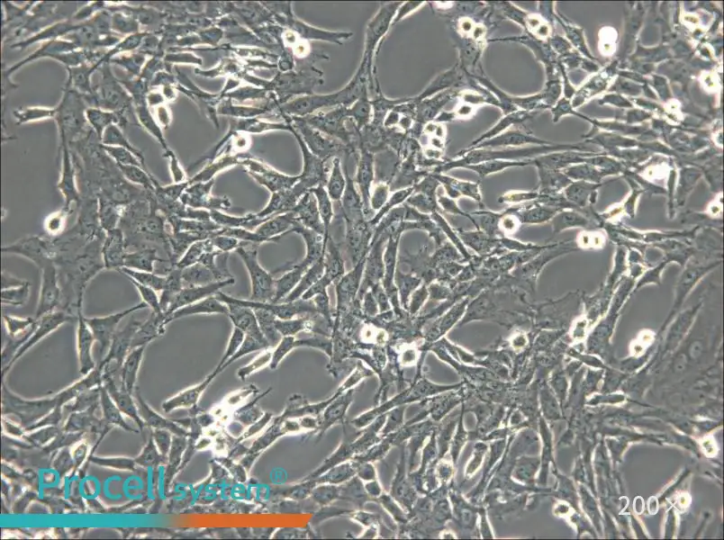 C6 Cell Complete Medium - 4