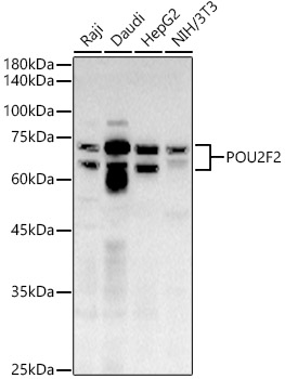 Western blot analysis of extracts of various cell lines using POU2F2 Polyclonal Antibody at 1:500 dilution.