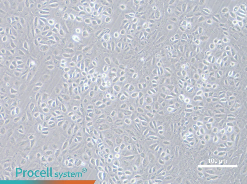 C166 Cell Complete MediumC166 Cell Complete Medium - 3