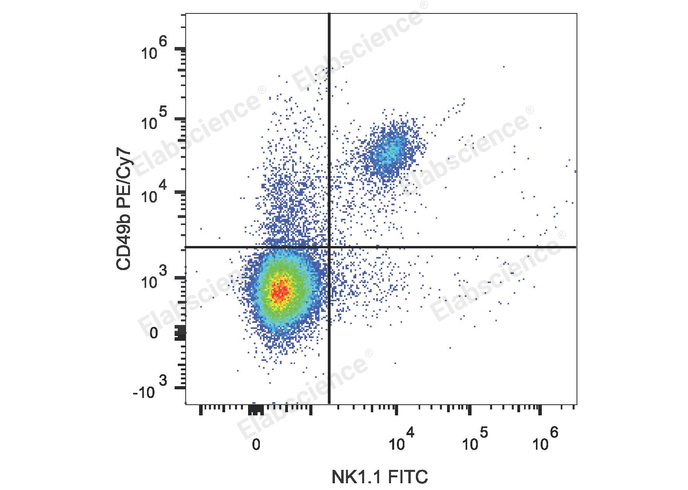 C57BL/6 murine splenocytes are stained with PE/Cyanine7 Anti-Mouse CD49b Antibody and FITC Anti-Mouse CD161/NK1.1 Antibody.