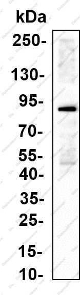 Recombinant KIF2C Monoclonal Antibody - 2