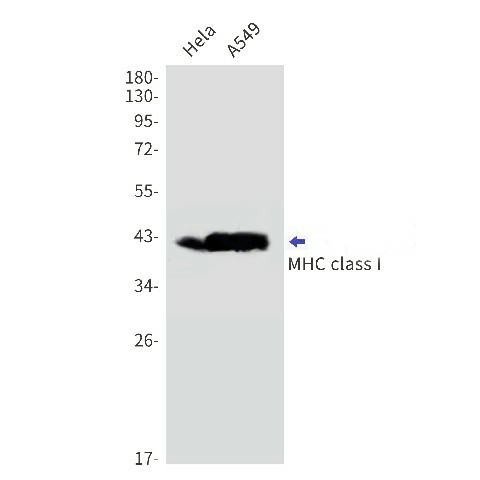 Western blot detection of MHC class I in Hela,A549 cell lysates using MHC class I Rabbit mAb(1:1000 diluted).Observed band size:41kDa.