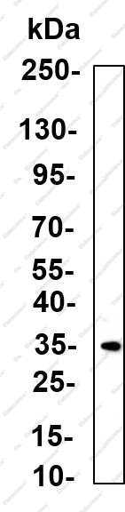 Recombinant SCP-3 Monoclonal Antibody - 1