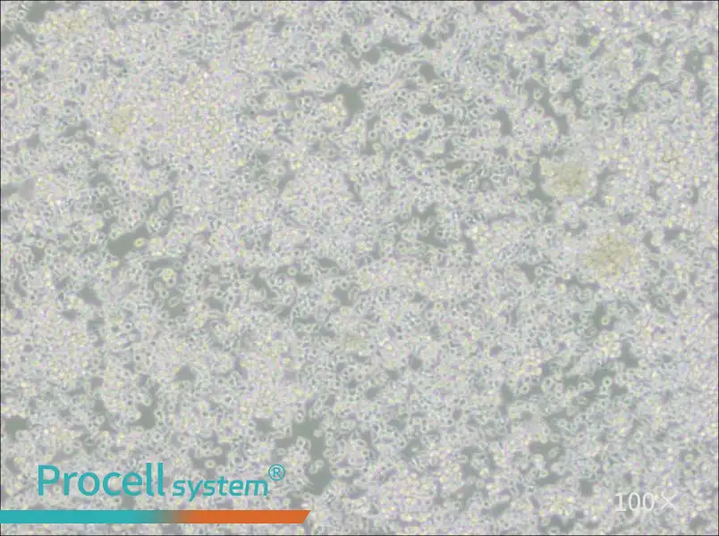 HMy2.CIR Cell Complete Medium - 2