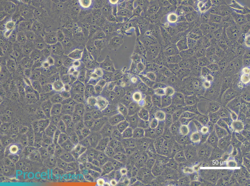 PANC-1 - 6