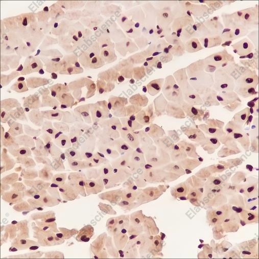 Recombinant COPS3 Monoclonal Antibody - 3