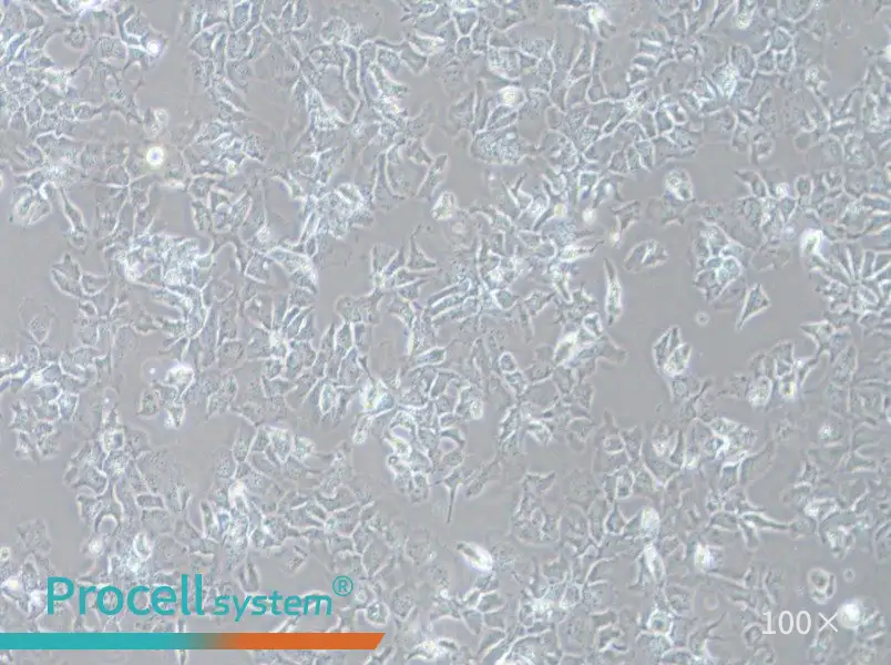 Hep 3B2.1-7 Cell Complete Medium - 1