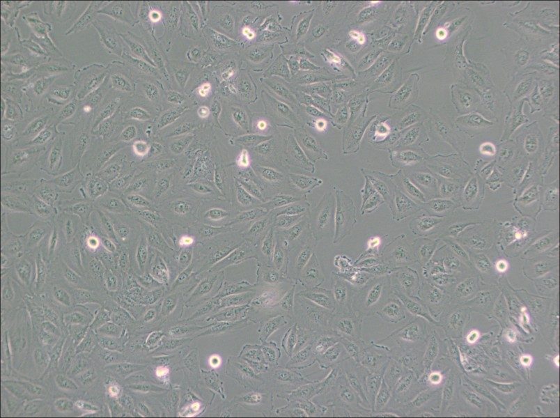 Daoy Cell Complete Medium - 3