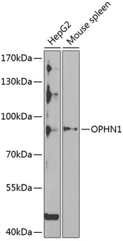 Western blot analysis of extracts of various cell lines using OPHN1 Polyclonal Antibody at 1:1000 dilution.