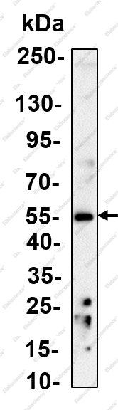 Recombinant GRSF1 Monoclonal Antibody - 2