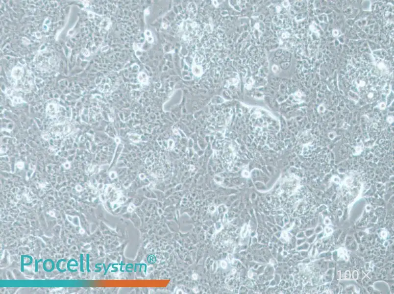 NCI-H1793 Cell Complete Medium - 1