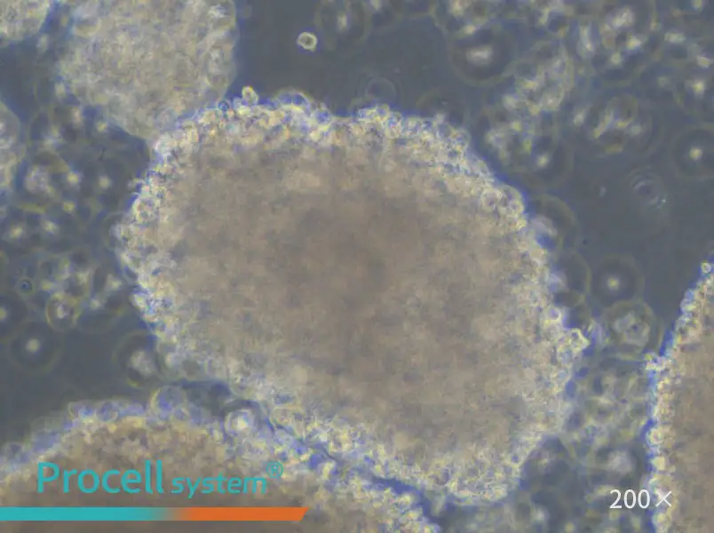 GM23255 Cell Complete Medium - 6