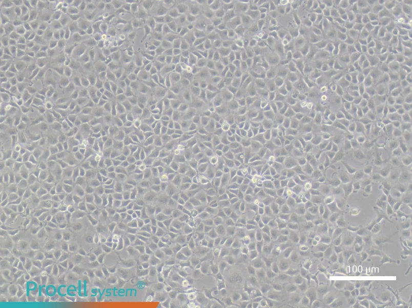 RK 13 Cell Complete MediumRK 13 Cell Complete Medium - 2