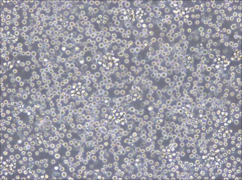 Ba/F3 Cell Complete Medium - 4