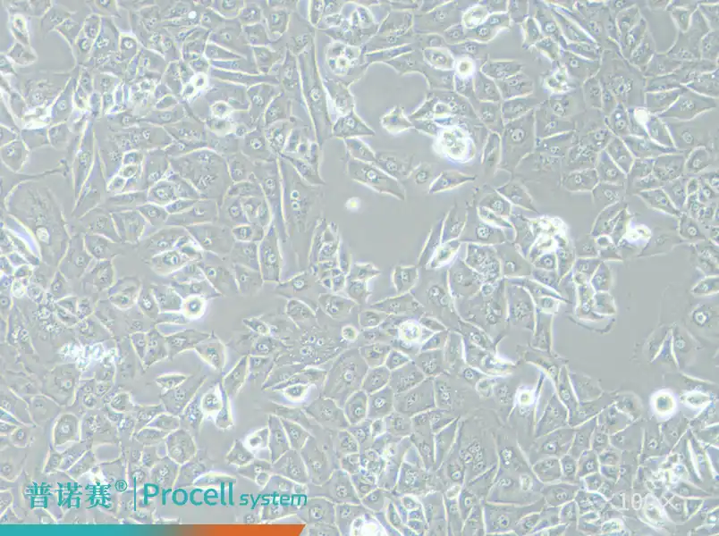 NCI-H226 [H226]（人肺鳞癌细胞）-细胞系-武汉普诺赛生命科技有限公司