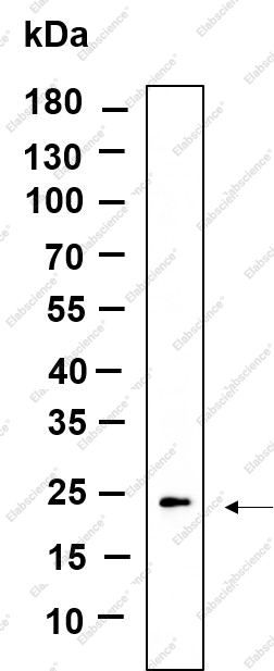 Recombinant GPX1 Monoclonal Antibody - 1