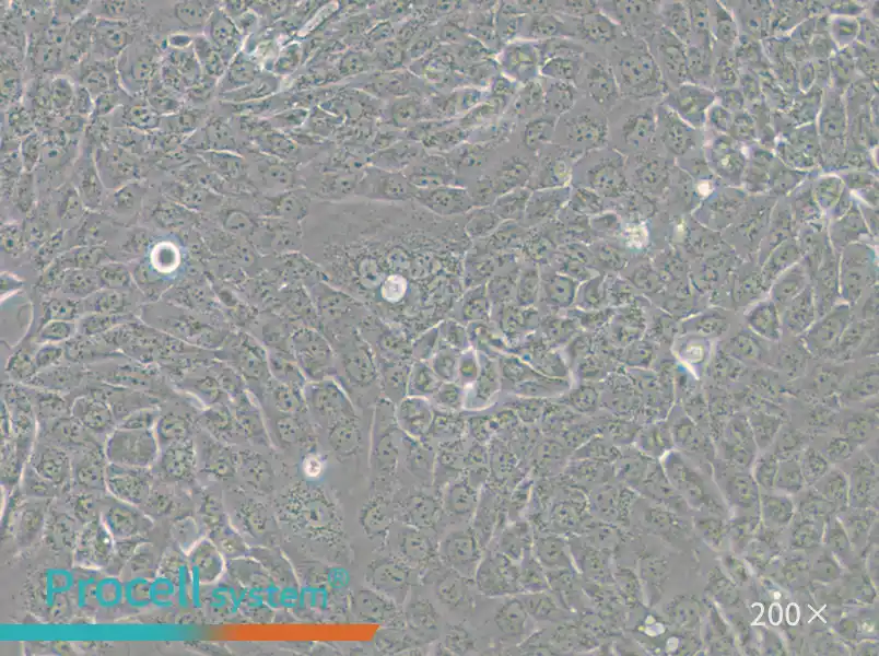 CFPAC-1 Cell Complete Medium - small - 6