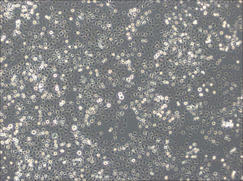 C6/36 [Clone C6/36] Cell Complete Medium - 3