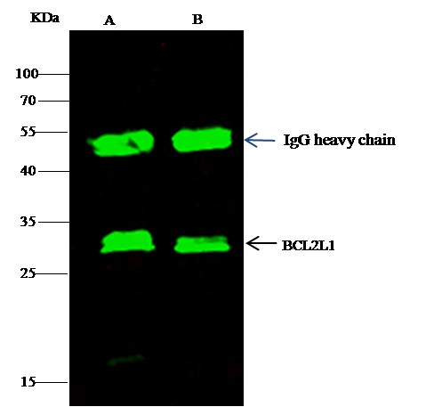 Recombinant BCL2L1/Bcl-XL Monoclonal Antibody-searchlist-1