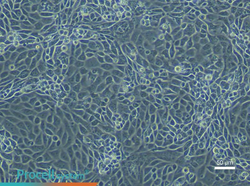 Mouse Placental Chorionic Trophoblast Cell Complete Medium - 5