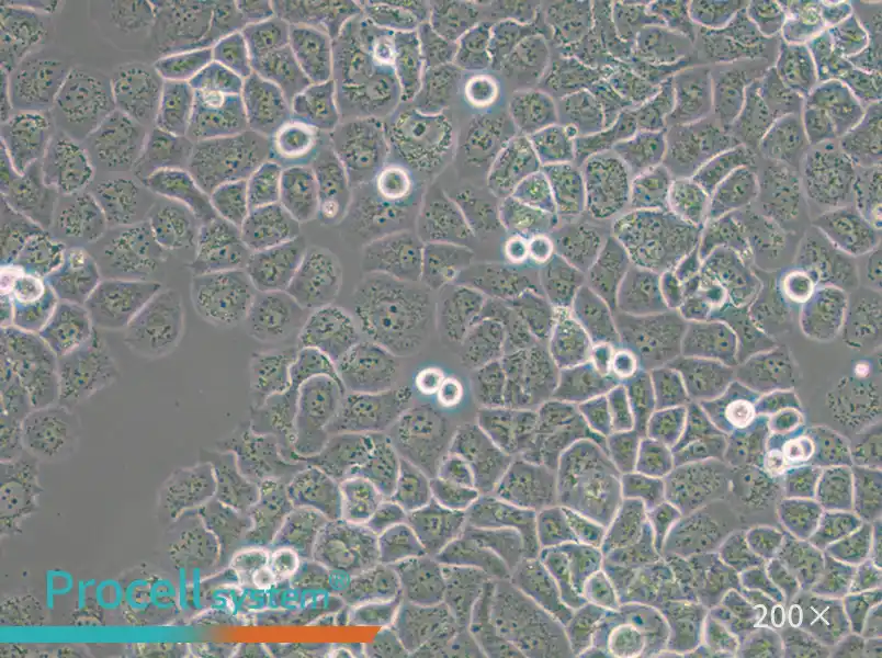 SW-13 (L15) Cell Complete Medium - 5