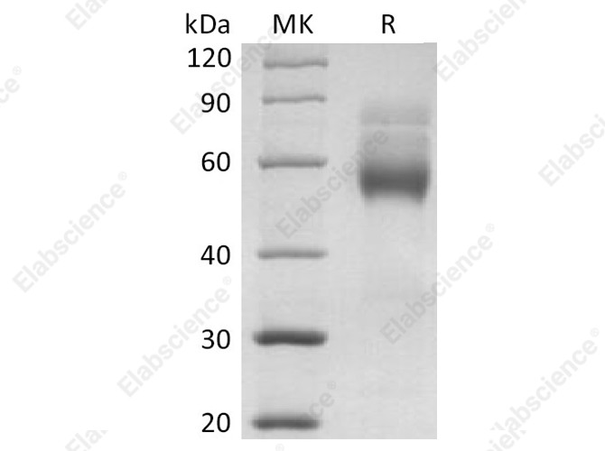 Recombinant Human HVEM/TNFRSF14 Protein (mFc Tag) - 1