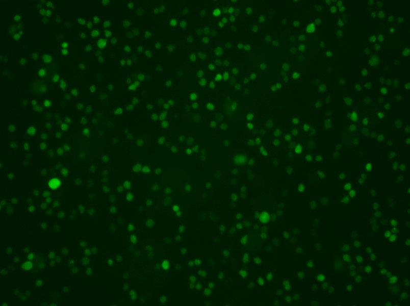 U-937-GFP Cell Complete Medium - 2
