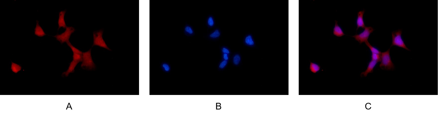 Recombinant Phospho-mTOR (Ser2448) Monoclonal Antibody - small - 6